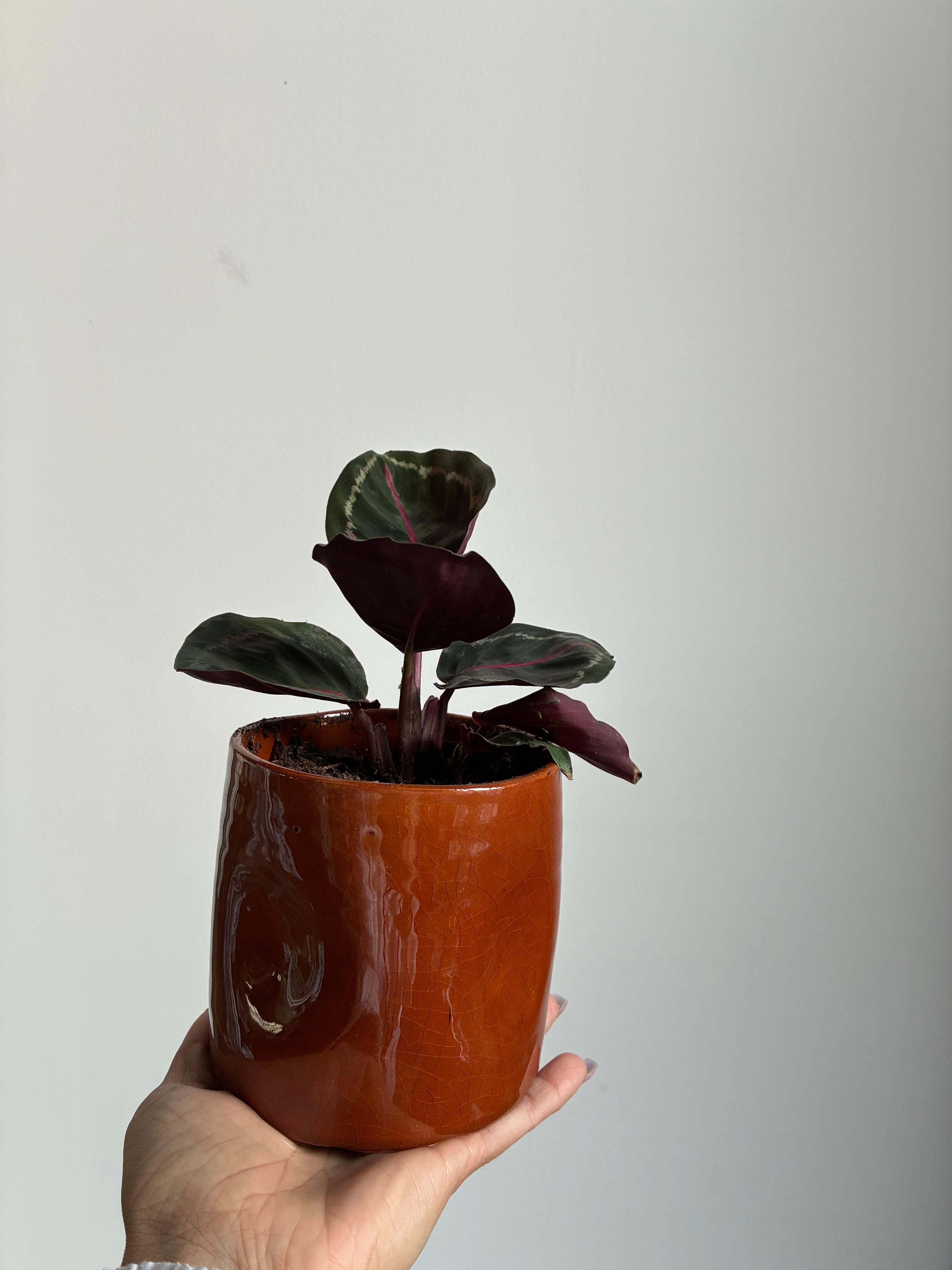 Potted plant